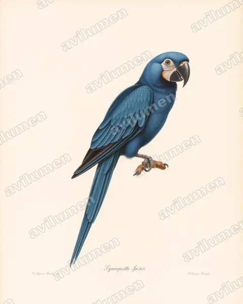 Vintage plate illustration: Cyanopsitta spixii (Spix's Macaw)