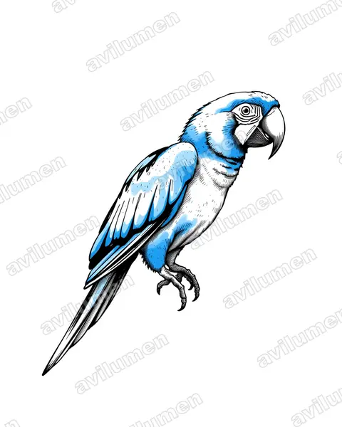 Ink illustration: Cyanopsitta spixii (Spix's Macaw)
