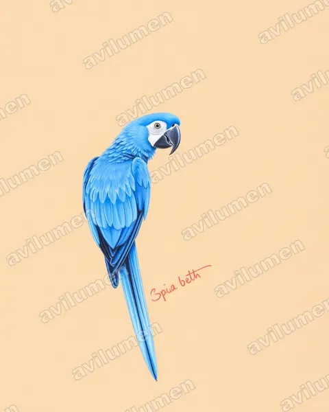 Colored pencil illustration: Cyanopsitta spixii (Spix's Macaw)