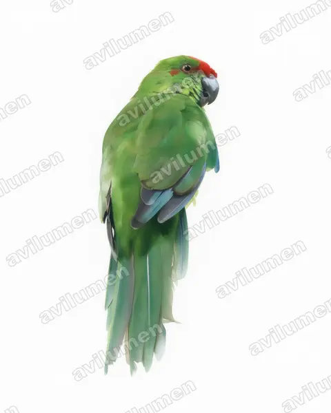 Watercolor illustration: Cyanoramphus cookii (Norfolk Parakeet)