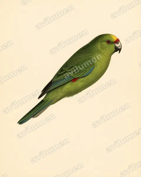 Vintage plate illustration: Cyanoramphus forbesi (Chatham Parakeet)