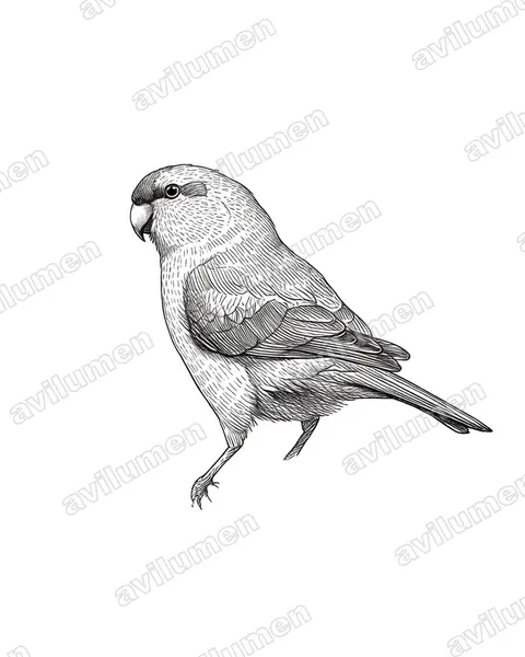Ilustración en Tinta: Cyanoramphus novaezelandiae (Perico maorí cabecirrojo)