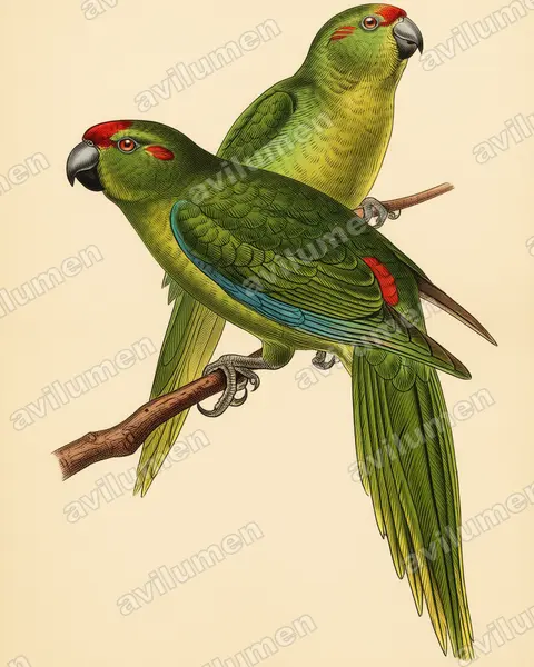 Lord Howe Parakeet(Cyanoramphus subflavescens)的古典图版插画