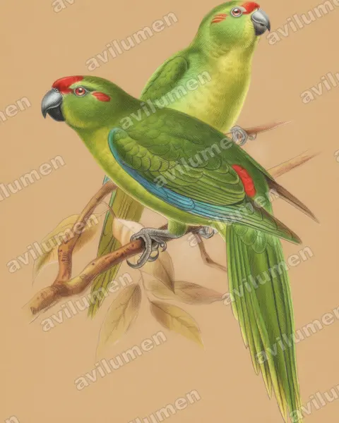Lord Howe Parakeet(Cyanoramphus subflavescens)的彩色铅笔插画