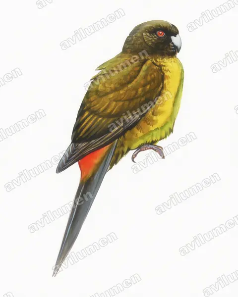 Illustration im Stil Aquarell: Braunkopf-Laufsittich (Cyanoramphus ulietanus)