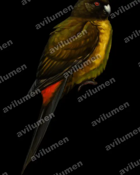 Illustration im Stil Öl: Braunkopf-Laufsittich (Cyanoramphus ulietanus)