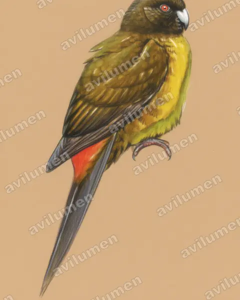 Illustration im Stil Buntstift: Braunkopf-Laufsittich (Cyanoramphus ulietanus)