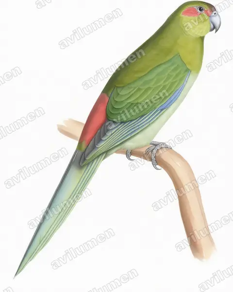Watercolor illustration: Cyanoramphus zealandicus (Black-fronted Parakeet)