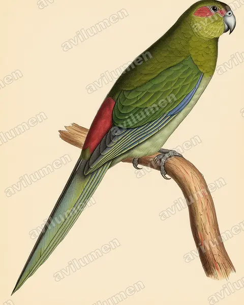 Vintage plate illustration: Cyanoramphus zealandicus (Black-fronted Parakeet)