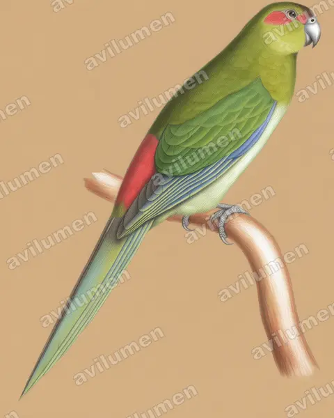 Colored pencil illustration: Cyanoramphus zealandicus (Black-fronted Parakeet)