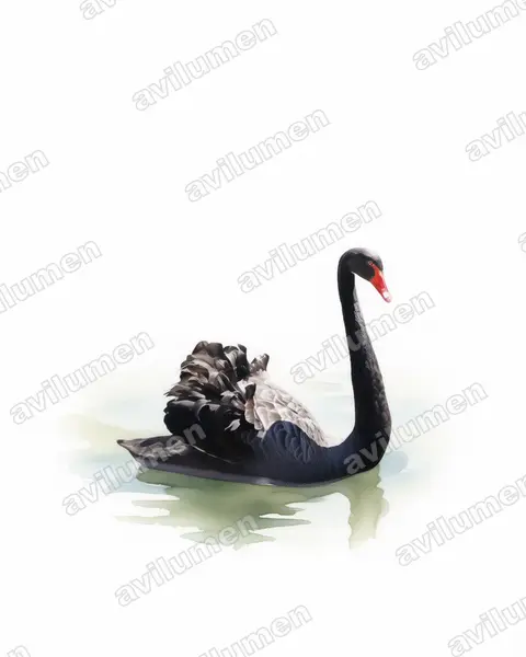 黑天鹅（Cygnus atratus）的水彩插画