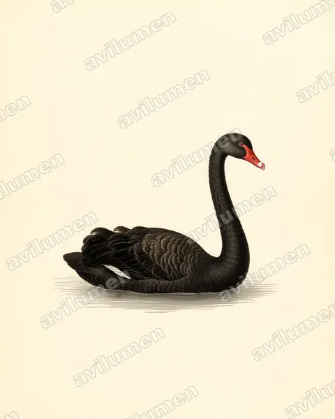黑天鹅（Cygnus atratus）的古典图版插画