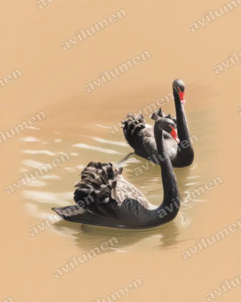 黑天鹅（Cygnus atratus）的彩色铅笔插画