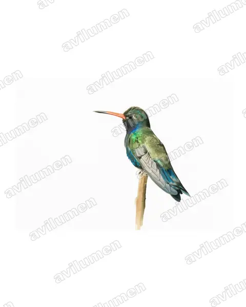 Watercolor illustration: Cynanthus doubledayi (Turquoise-crowned hummingbird)