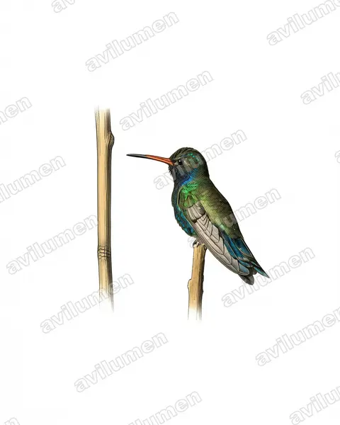 Vintage plate illustration: Cynanthus doubledayi (Turquoise-crowned hummingbird)