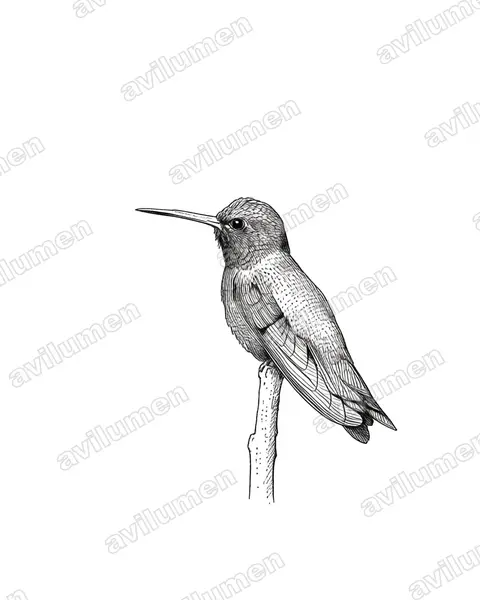 Ink illustration: Cynanthus doubledayi (Turquoise-crowned hummingbird)