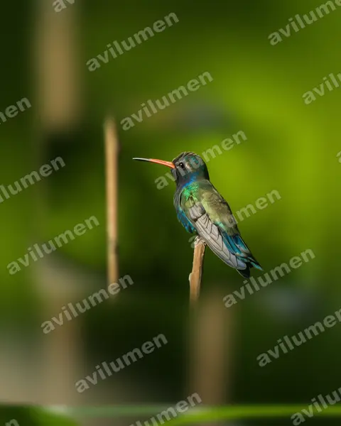 Realistic illustration: Cynanthus doubledayi (Turquoise-crowned hummingbird)