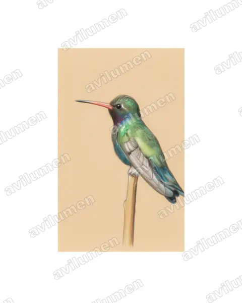 Colored pencil illustration: Cynanthus doubledayi (Turquoise-crowned hummingbird)