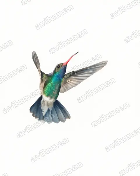 Ilustración en Acuarela: Cynanthus latirostris (Colibrí piquiancho)