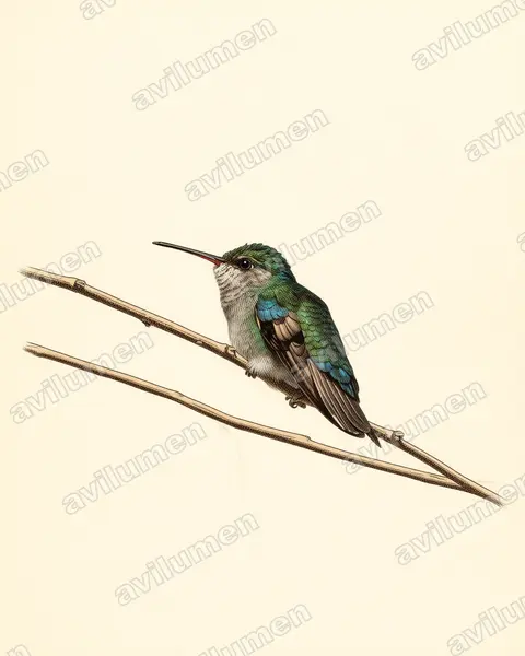 Illustration Planche ancienne : Cynanthus lawrencei (Colibri des Marias)