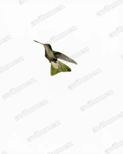 Illustration Aquarelle : Cynanthus sordidus (Colibri sombre)