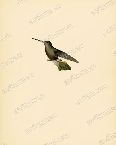 Illustration Planche ancienne : Cynanthus sordidus (Colibri sombre)