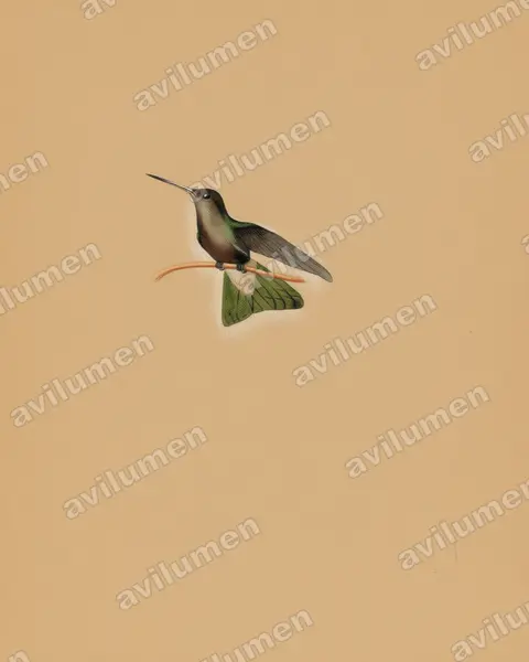 Illustration Crayon de couleur : Cynanthus sordidus (Colibri sombre)