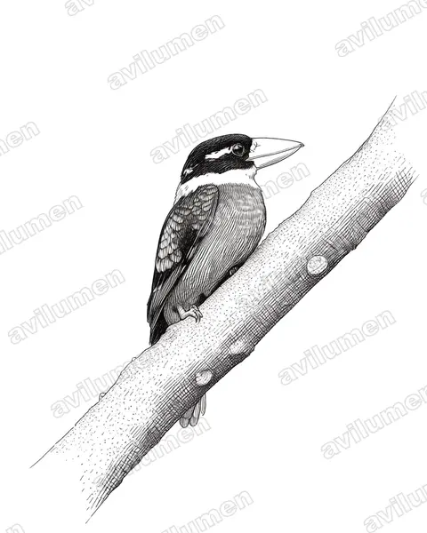 Ilustración en Tinta: Dacelo gaudichaud (Cucaburra ventrirrufa)