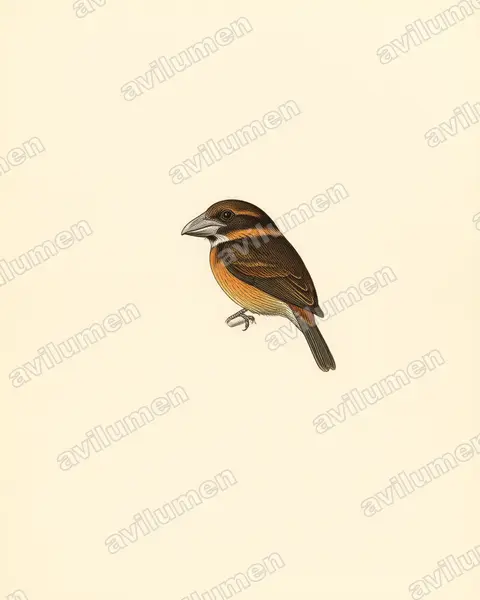 Vintage plate illustration: Dacelo rex (Shovel-billed Kookaburra)