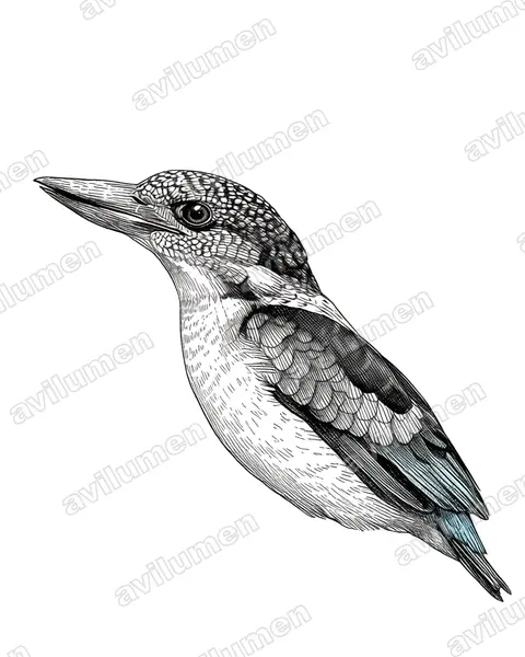 Illustration im Stil Tusche: Aruliest (Dacelo tyro)