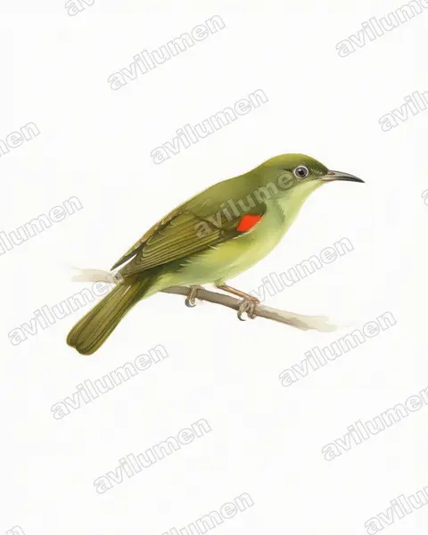 Illustration Aquarelle : Deleornis fraseri (Souïmanga de Fraser)