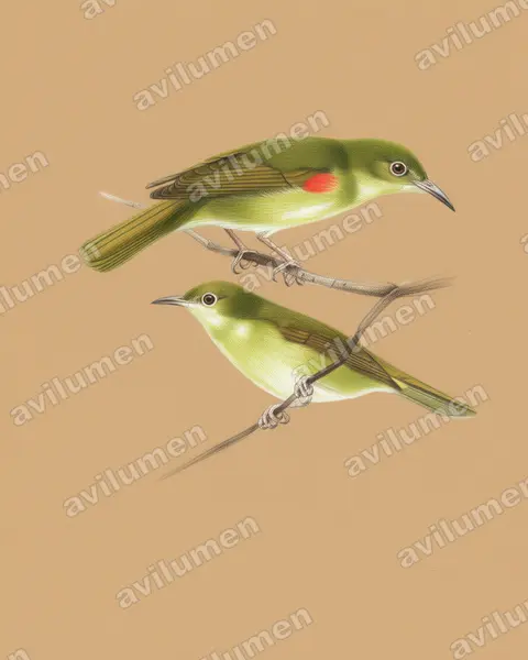 Illustration Crayon de couleur : Deleornis fraseri (Souïmanga de Fraser)