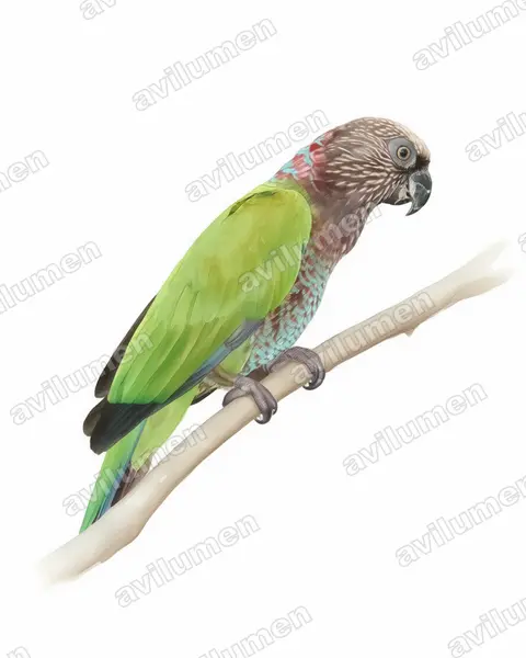 Illustration im Stil Aquarell: Fächerpapagei (Deroptyus accipitrinus)