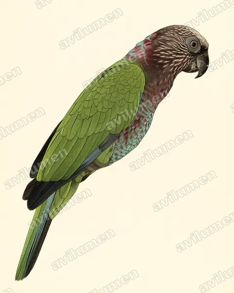 Illustration im Stil Historische Tafel: Fächerpapagei (Deroptyus accipitrinus)