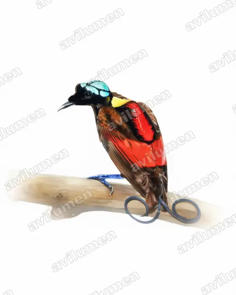 Ilustración en Acuarela: Diphyllodes respublica (Ave del paraíso republicana)