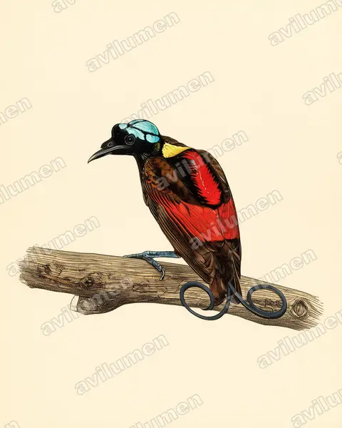Ilustración en Lámina antigua: Diphyllodes respublica (Ave del paraíso republicana)