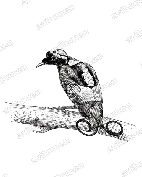 Ilustración en Tinta: Diphyllodes respublica (Ave del paraíso republicana)