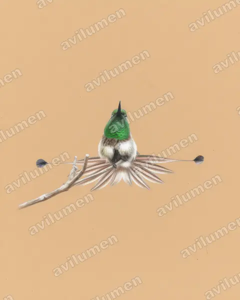 Illustration im Stil Buntstift: Diskusfadenelfe (Discosura longicaudus)