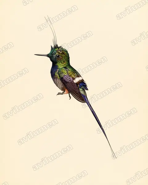Vintage plate illustration: Discosura popelairii (Wire-crested thorntail)