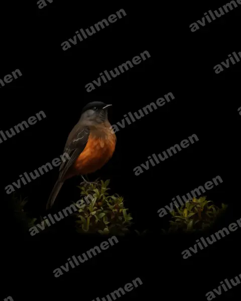 Illustration im Stil Öl: Chestnut-bellied Cotinga (Doliornis remseni)