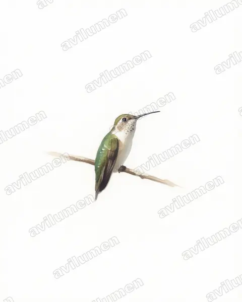 Illustration im Stil Aquarell: Rosenkehl-Sternkolibri (Doricha eliza)