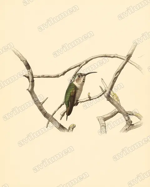 Illustration im Stil Historische Tafel: Rosenkehl-Sternkolibri (Doricha eliza)