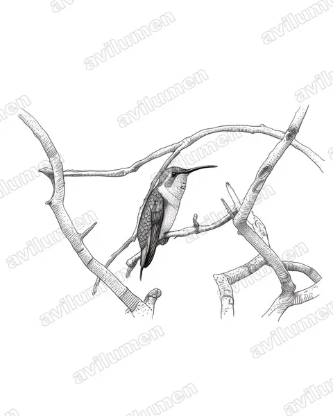 Illustration im Stil Tusche: Rosenkehl-Sternkolibri (Doricha eliza)