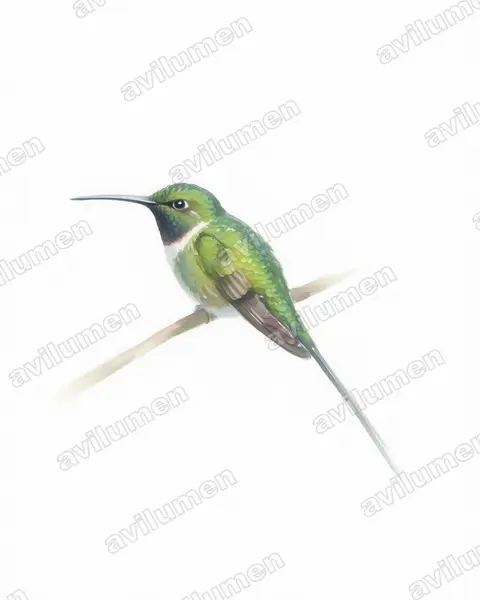 Watercolor illustration: Doricha enicura (Slender Sheartail)