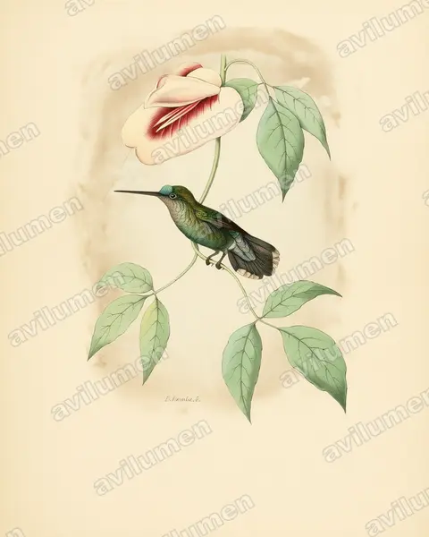 蓝额矛嘴蜂鸟（Doryfera johannae）的古典图版插画