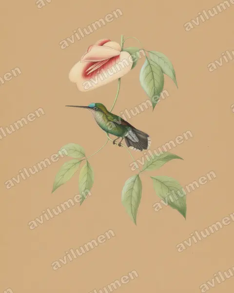 蓝额矛嘴蜂鸟（Doryfera johannae）的彩色铅笔插画