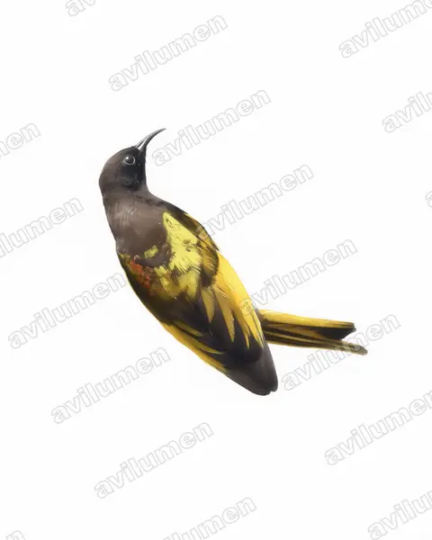 Illustration Aquarelle : Drepanorhynchus reichenowi (Souimanga à ailes dorées)
