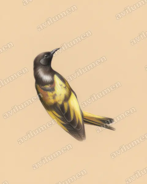 Illustration Crayon de couleur : Drepanorhynchus reichenowi (Souimanga à ailes dorées)
