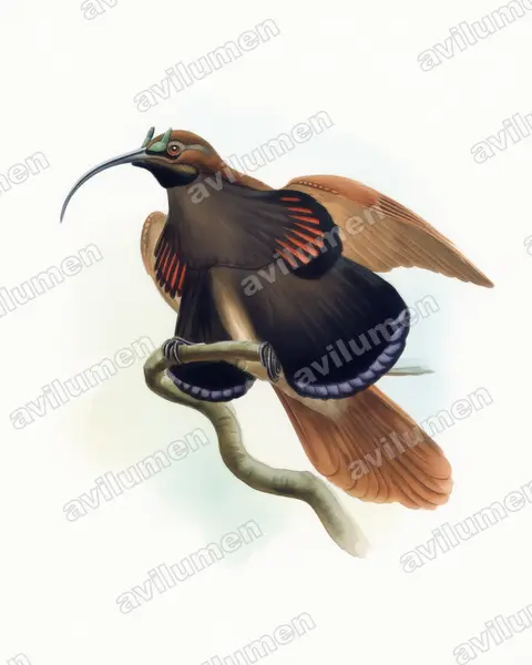 Watercolor illustration: Drepanornis albertisi (Black-billed Sicklebill)