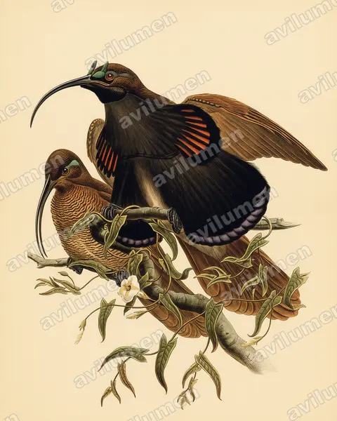 Vintage plate illustration: Drepanornis albertisi (Black-billed Sicklebill)